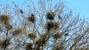 2 класс   Плещеев А Н    Весна