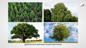 Дикорастущие растения и их использование человеком