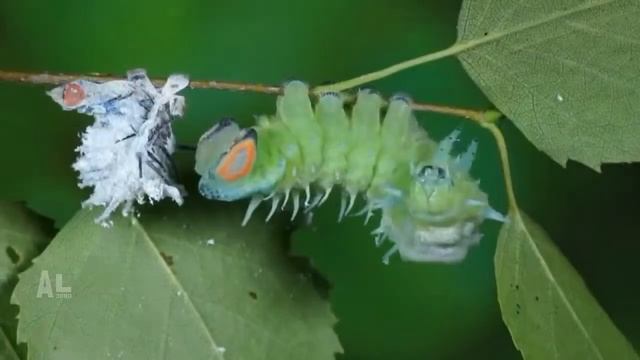 ОТ ГУСЕНИЦЫ ДО БАБОЧКИ# МАКРО СЪЕМКА смотреть онлайн