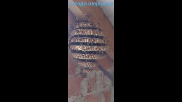 Гнездо шершней 😳😳😳😳 смотреть онлайн