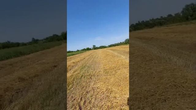 Очень горячий август! Молотим зерно и убираем салому. смотреть онлайн