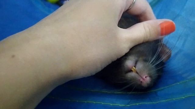 Что с крысой? смотреть онлайн