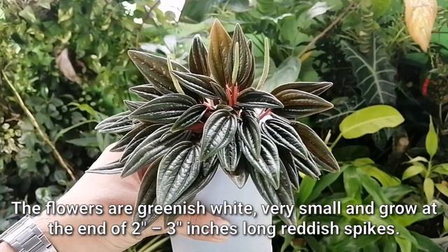 8 Reasons Why Peperomia Rosso is a Lucky Plant in 2022 | Trending Plant in Year of the Water Tiger смотреть онлайн