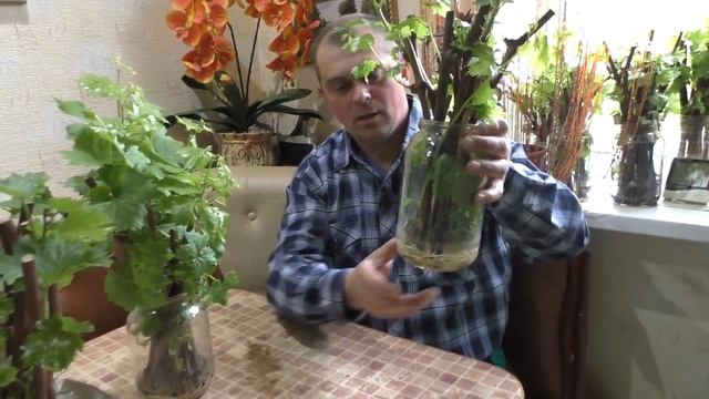 Виноград . Простейшее укоренение черенков , без дополнительных затрат. смотреть онлайн