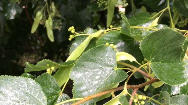 Гиганты 🌳Коломенского ФОТОРЭП vlog с @foveonyc смотреть онлайн