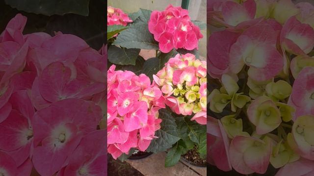 Цветёт Джип Пинк 🌺🌺🌺 смотреть онлайн