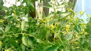 Томат Джина ТСТ. Сравнение в открытом грунте и в укрытии.