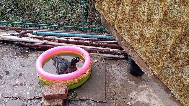 Дружковка.24 сентября 2022.Очень громкая ночь.Донецкая область. смотреть онлайн