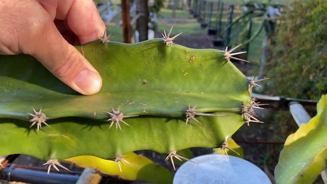 NEW PLANT / Fairy Castle Cactus (Acanthocereus tetragonus) - A Gigantic, Spiny, Wide Branched CACTU смотреть онлайн