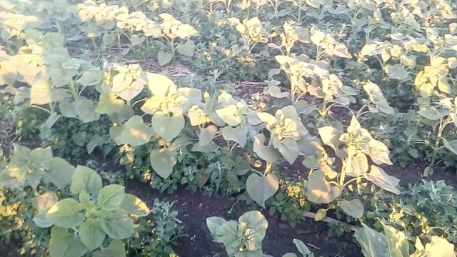 Гелиантекс от CORTEVA.Вносим по подсолнуху БЕЛЛА от евралис 27.06.20 ( часть 1 )