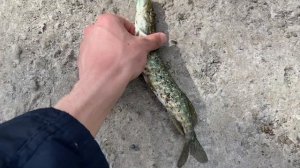 КАК ЛОВИТЬ и ГДЕ ИСКАТЬ КРУПНУЮ УКЛЕЙКУ ВЕСНОЙ?!