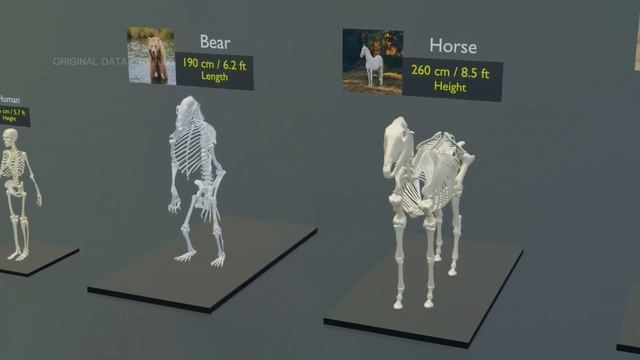 Animal Skeleton Size Comparison | Extinc animal | 3d Animation смотреть онлайн