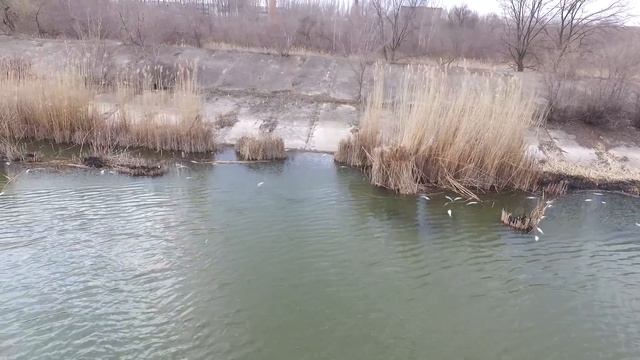 Мор рыбы на кирпичном озере в Бельцах смотреть онлайн