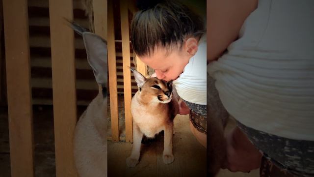 Каракал Шаня , ревнуют когда гладят Туза ♥️ больше чем её. #caracal #каракал #cat #cute смотреть онлайн