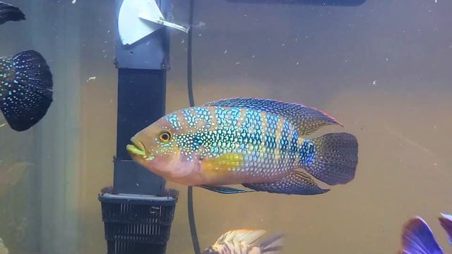 Jack dempsey cichlid group смотреть онлайн