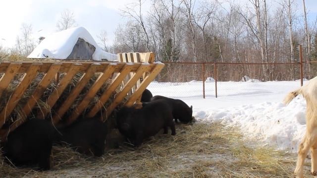Вьетнамские вислобрюхие свиньи. Почему именно эта порода? Деревенская жизнь. смотреть онлайн