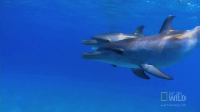 Самые странные животные: Дельфин смотреть онлайн