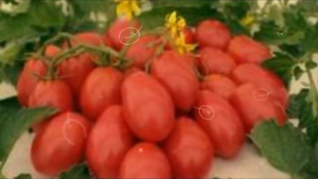 Мои любимые томаты. Чио - Чио - сан смотреть онлайн