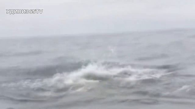 Акуле досталось от морского льва! Не с тем связался кальмар! Хищник против хищника смотреть онлайн