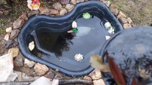 Водяная лилия после зимы/Открываем Нимфеи/Кувшинки после зимовки в Маленьком пруду/