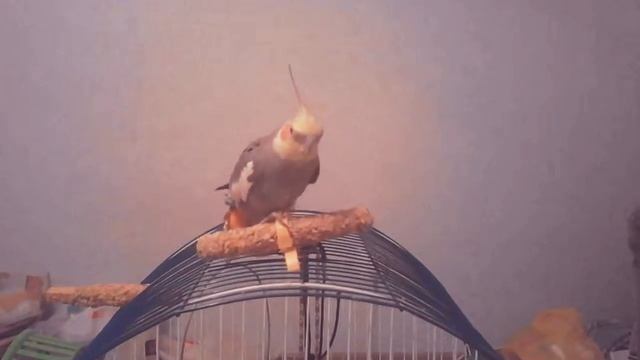 Утро попугая Кеши смотреть онлайн