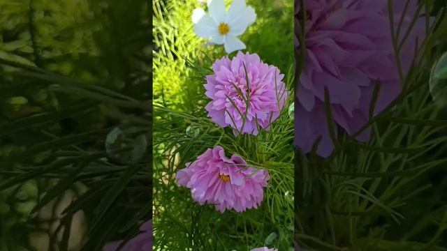 Махровая космея ???Всем добра? смотреть онлайн