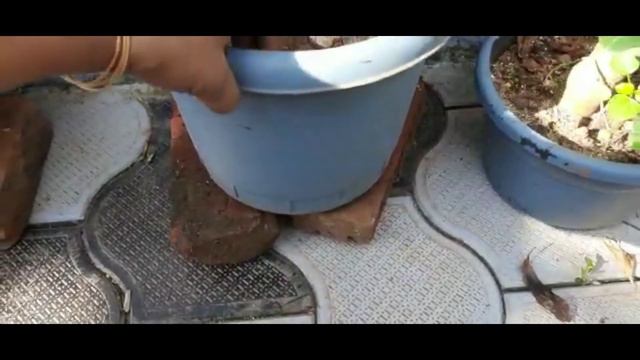 How to Care Plants in Rainy Season🌨️☔|Plant Care in rainy Season| salu koshy| смотреть онлайн