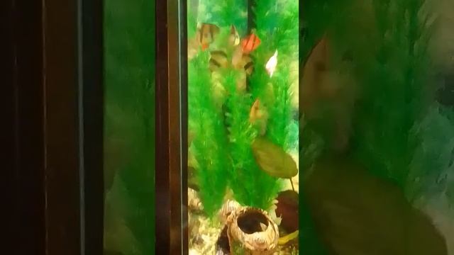 размножение барбусов смотреть онлайн