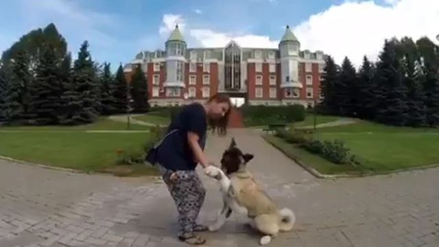 Дрессировка Американской Акиты! Дрессировка собаки!Кинолог Севостьянова Наталья. смотреть онлайн