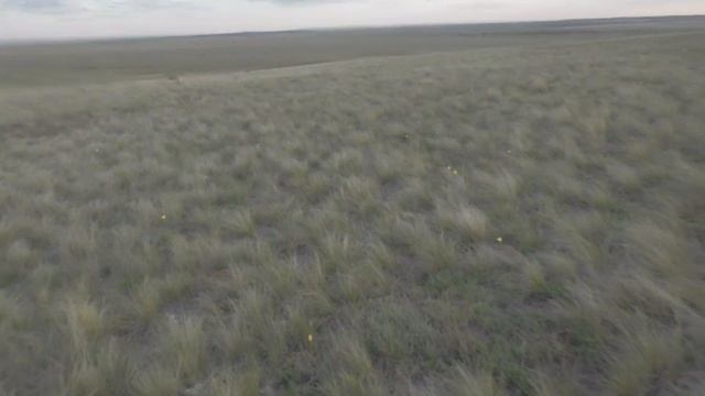 Тюльпаны Шренка в Оренбургской степи! смотреть онлайн
