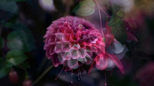 ?Красивые цветы со звуками живой природы? смотреть онлайн