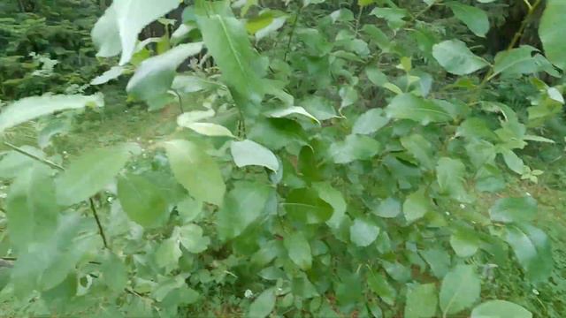 Ханты-Мансийск. Торум Маа. Этнический музей. смотреть онлайн