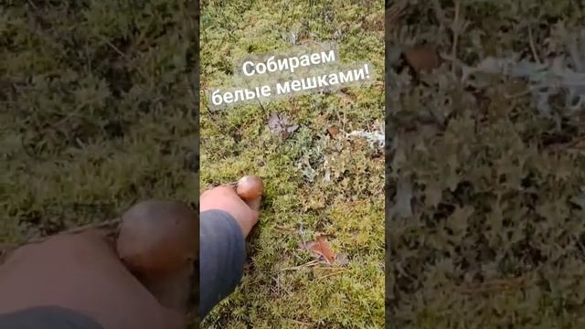 Собираем белые грибы мешками! #тайга #тихаяохота #походвлес #грибалка смотреть онлайн
