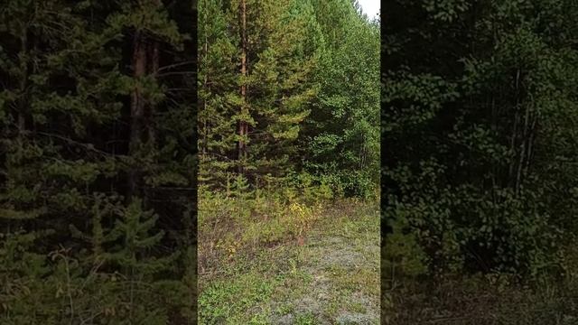 Лес в сентябре, Рыжиков, грузди. смотреть онлайн