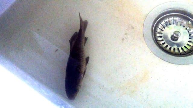 Карась в домашних условиях прожил 2 недели, пока его не унесли в зоомагазин смотреть онлайн