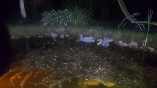 Ёжик пловец смотреть онлайн