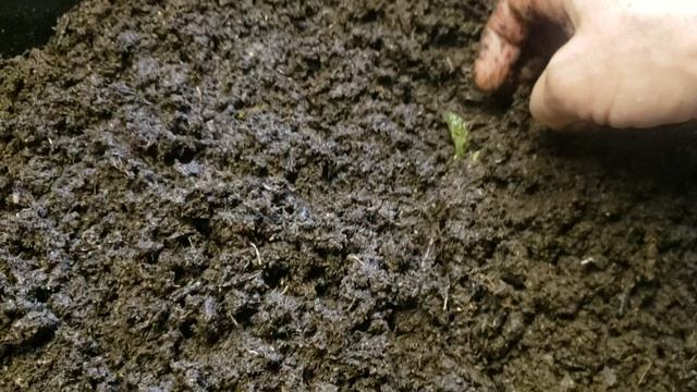 Заложил черенки ежевики на проращивание смотреть онлайн