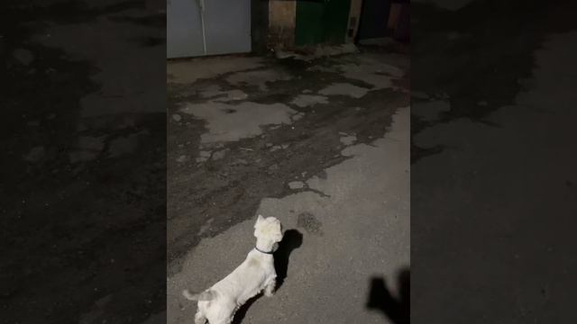 Вест Хайленд ведёт отчаянный бой с тенью в гаражах смотреть онлайн