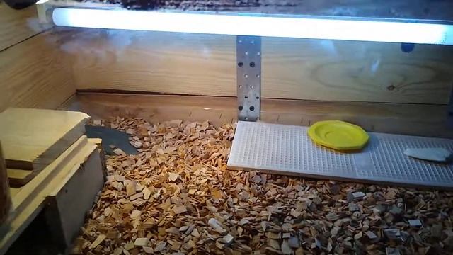 Представление канала- Содержание и уход за сухопутной черепахой смотреть онлайн