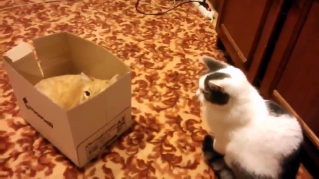 Супер отважный и суперхитрый Кот- жесткая защита в коробке Приколы про котов! смотреть онлайн