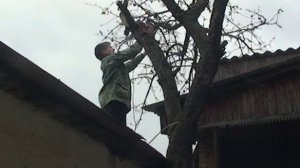 Обпиловка деревьев электролобзиком и дисковой пилой