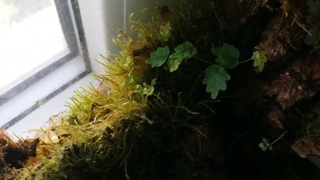 Микро мох во флорариуме смотреть онлайн