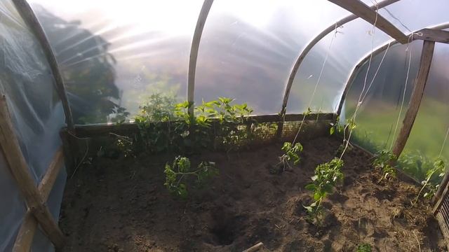 Сажаем помидоры. смотреть онлайн