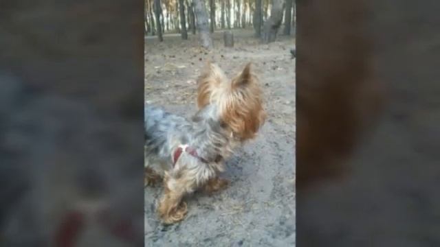 Шанина фото йоркширский терьер выпуск 2 смотреть онлайн