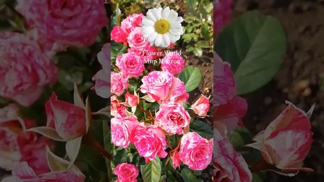 Спрей роза Арроу Фолиес (Arrow Folies)??? смотреть онлайн