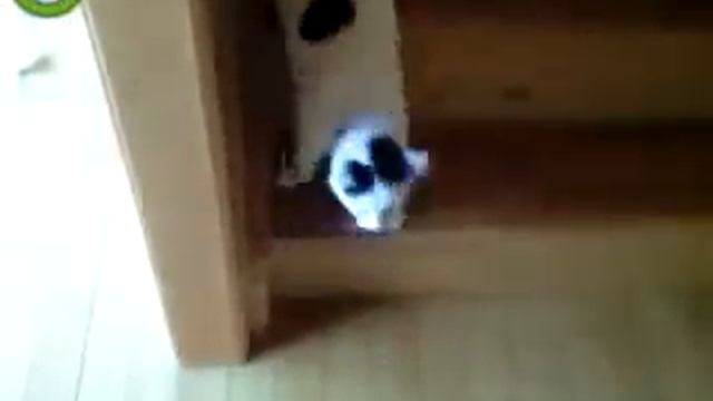 Кот стекает с лестницы.flv смотреть онлайн