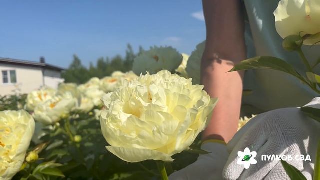 Lemon Chiffon peony. Лимон Шифон пион. Пулков сад смотреть онлайн