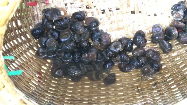 ใช้ชีวิตในป่ากับสราวุฒิ ปี 2 ตอน 10 วิธีทำแกงหอยขม หอยจุ๊บ : How to cook Marsh snail, River snail смотреть онлайн