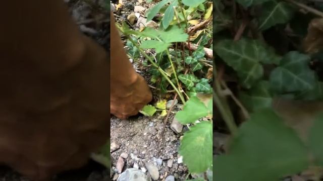 How to find Allium ursinum, wild garlic all year round смотреть онлайн