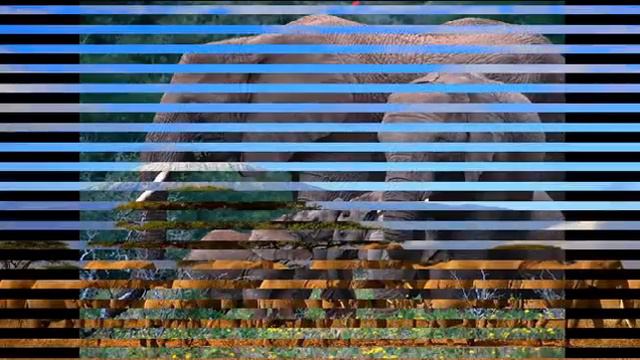 Слоны Могучие животные смотреть онлайн